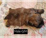 Small Photo #7 Shih Tzu Puppy For Sale in MANES, MO, USA