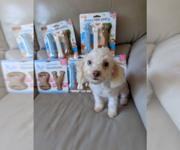 Medium Photo #1 Maltipoo Puppy For Sale in Caldwell, NJ, USA