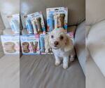 Small Maltipoo