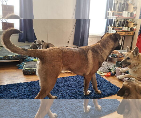 Medium Photo #8 German Shepherd Dog-Unknown Mix Puppy For Sale in Sebec, ME, USA