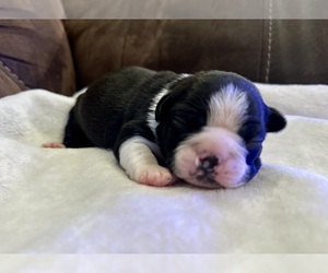 Boston Terrier Puppy for sale in GARFIELD, AR, USA