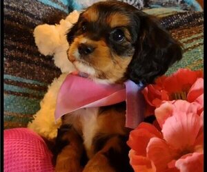 Cavachon-Cavapoo Mix Puppy for sale in FREWSBURG, NY, USA