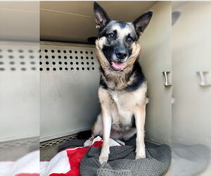 German Shepherd Dog Dogs for adoption in Pasadena, CA, USA