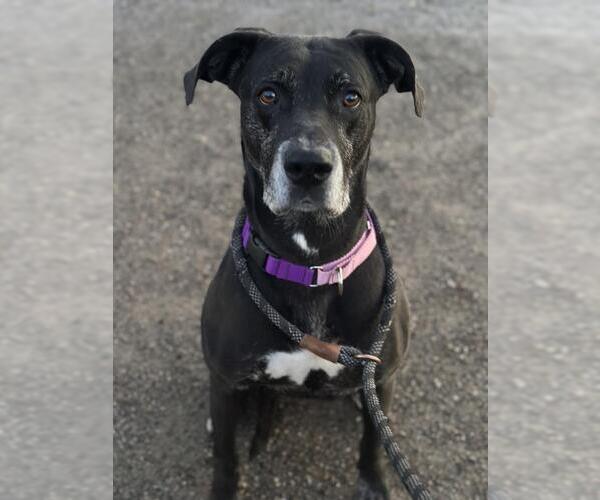 Medium Photo #2 Great Dane-Unknown Mix Puppy For Sale in Santa Maria, CA, USA
