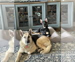 Small #24 German Shepherd Dog