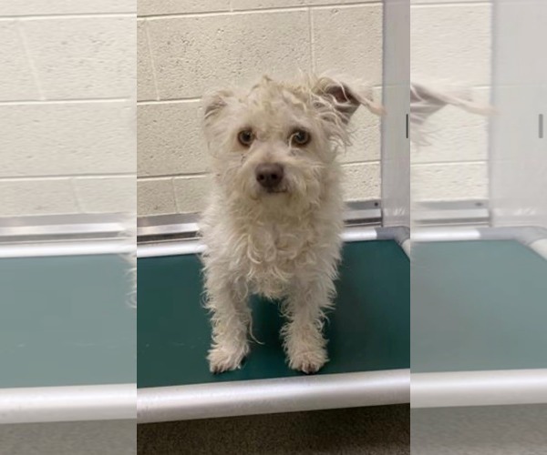 Medium Photo #6 Mutt Puppy For Sale in Sandy, UT, USA