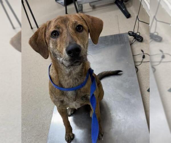 Medium Photo #1 Plott Hound-Unknown Mix Puppy For Sale in Grand Prairie, TX, USA