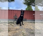 Small Photo #66 German Shepherd Dog Puppy For Sale in HAYWARD, CA, USA