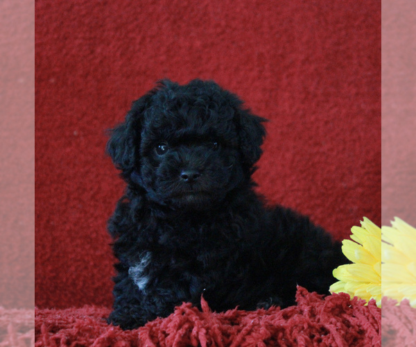 Medium Photo #4 Poodle (Toy)-Yorkshire Terrier Mix Puppy For Sale in GAP, PA, USA
