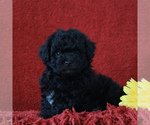 Small Photo #4 Poodle (Toy)-Yorkshire Terrier Mix Puppy For Sale in GAP, PA, USA