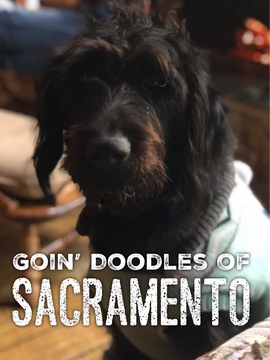 Medium Photo #1 Double Doodle Puppy For Sale in ELK GROVE, CA, USA