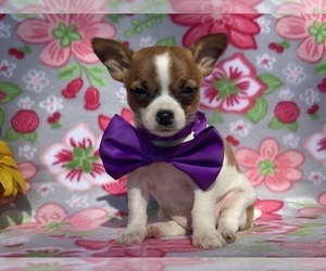 Chihuahua Puppy for sale in LANCASTER, PA, USA