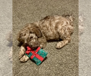 Labradoodle Puppy for sale in BAKERSFIELD, CA, USA