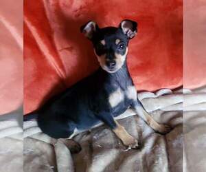 Miniature Pinscher Puppy for sale in LAKESIDE, CA, USA