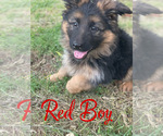 Small Photo #4 German Shepherd Dog Puppy For Sale in AUSTIN, TX, USA
