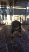 Small Photo #9 Rottweiler Puppy For Sale in RANCHO CORDOVA, CA, USA