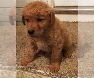 Golden Retriever Puppy for sale in MOUND CITY, MO, USA
