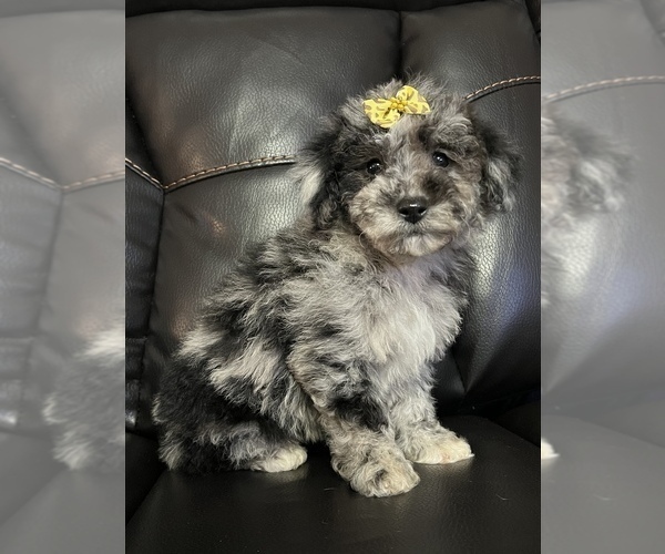 Medium Photo #3 Poodle (Miniature) Puppy For Sale in LANCASTER, KY, USA