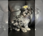 Small Photo #3 Poodle (Miniature) Puppy For Sale in LANCASTER, KY, USA