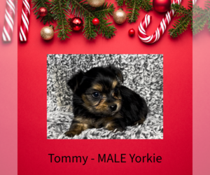 Yorkshire Terrier Puppy for sale in AZLE, TX, USA
