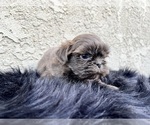 Small Photo #21 Shih Tzu Puppy For Sale in HAYWARD, CA, USA