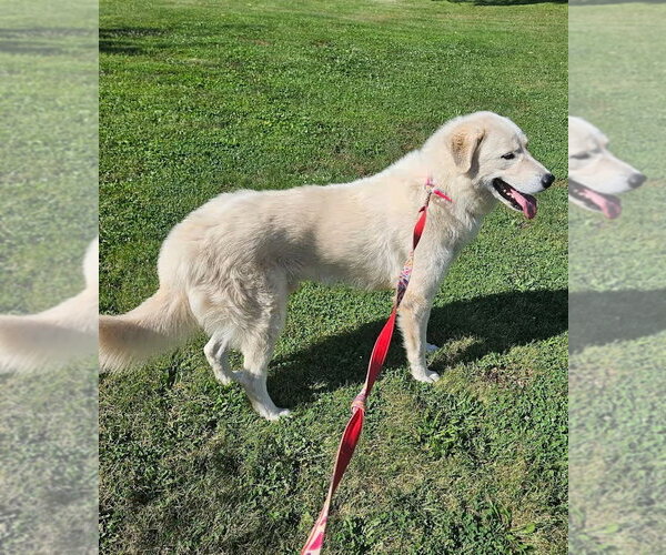 Medium Photo #2 Pyrenees Husky Puppy For Sale in Monterey, VA, USA