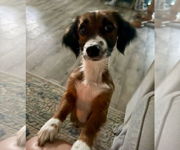 Medium Photo #3 Dachshund-Unknown Mix Puppy For Sale in Canton, CT, USA