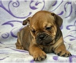 Small #2 English Bulldog-French Bulldog Mix