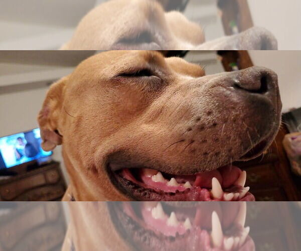 Medium Photo #28 American Pit Bull Terrier-Unknown Mix Puppy For Sale in Germantown, OH, USA