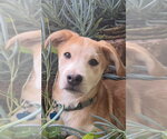 Small #14 Labrador Retriever Mix