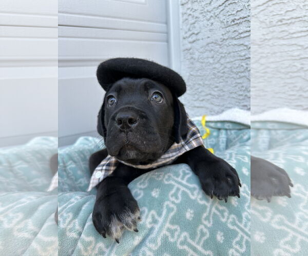 Medium Photo #6 Mutt Puppy For Sale in Goodyear, AZ, USA