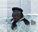Small #5 Mutt