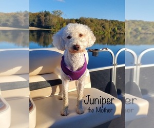 Mother of the Goldendoodle (Miniature) puppies born on 04/18/2026