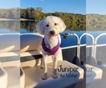 Small Photo #1 Goldendoodle (Miniature) Puppy For Sale in KEWASKUM, WI, USA