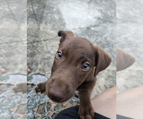 Medium Photo #1 Vizsla-Weimaraner Mix Puppy For Sale in Virginia Beach, VA, USA