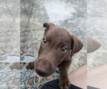 Small Vizsla-Weimaraner Mix