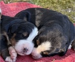 Small #2 Bernese Mountain Dog