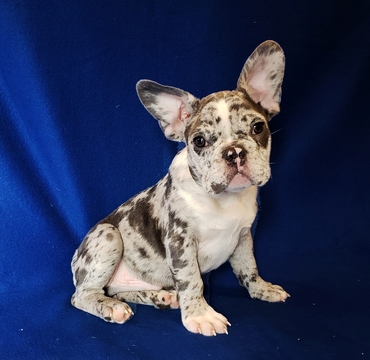 Medium Photo #6 French Bulldog Puppy For Sale in ADRIAN, MI, USA