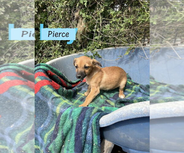 Medium Photo #3 ShiChi Puppy For Sale in Brewster, NY, USA