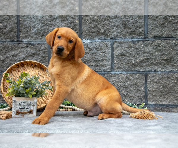 Medium Photo #2 Labrador Retriever Puppy For Sale in MILLERSBURG, OH, USA