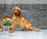Small #1 Labrador Retriever