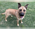 Small #1 German Shepherd Dog Mix
