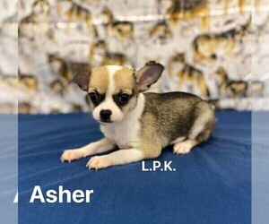 Chihuahua Puppy for sale in WINNSBORO, LA, USA