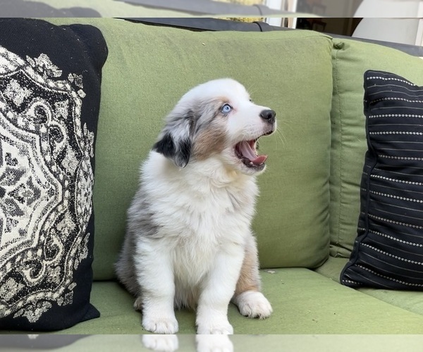 Medium Photo #34 Miniature Australian Shepherd Puppy For Sale in LA CANADA FLINTRIDGE, CA, USA