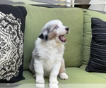 Small Photo #34 Miniature Australian Shepherd Puppy For Sale in LA CANADA FLINTRIDGE, CA, USA