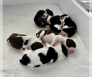 English Springer Spaniel Puppy for sale in DAYT BCH SH, FL, USA