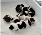 Small English Springer Spaniel
