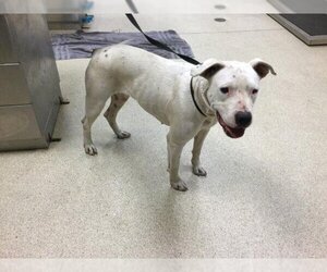 American Pit Bull Terrier-Unknown Mix Dogs for adoption in Riverside, CA, USA