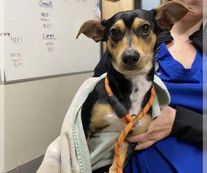 Chihuahua Dogs for adoption in Modesto, CA, USA