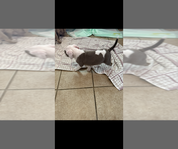 Medium Photo #4 American Pit Bull Terrier-American Staffordshire Terrier Mix Puppy For Sale in CHATTANOOGA, TN, USA